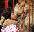 非洲雄獅深情一吻