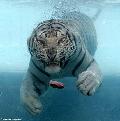 美國白虎喜歡游泳 泳姿堪比北極熊