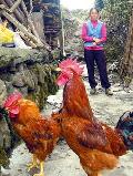 天下奇聞：四川兩公雞產下20多雞蛋