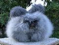 巨型兔子安哥拉兔：體型碩大如毛球