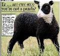 英國驚現熊貓綿羊