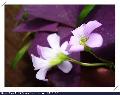 紫色醡漿草