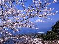 世界風景 日本櫻花季節富士山
