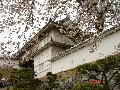 日本姬路城櫻花