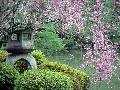 日本平安神宮~~櫻花盛開