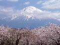 富士山  櫻花