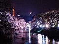 日本櫻花祭