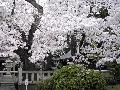 日本白樱花盛开