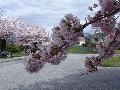 溫哥華櫻花盛開