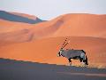 沙漠與羚羊