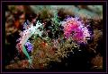 色彩濱芬的海底世界